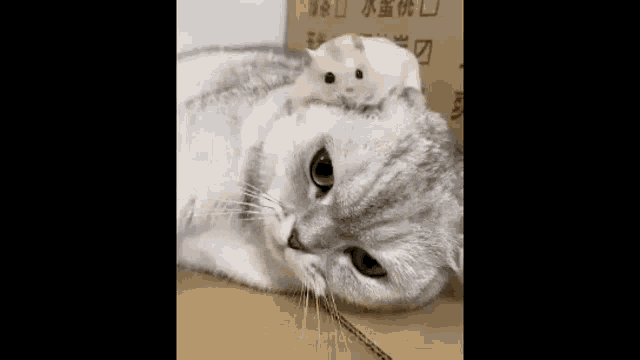 Friends Cute GIF - Friends Cute Cat GIFs