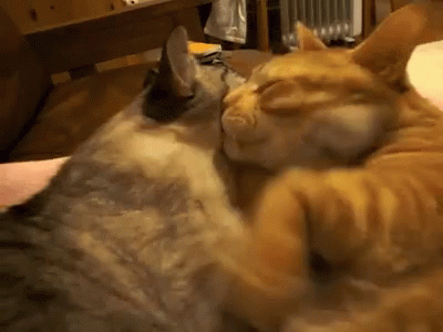 Cats Hug GIF - Cats Hug Lick GIFs