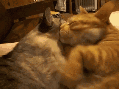two cats are laying on a bed and one is scratching the other 's head