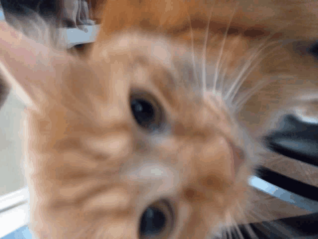 a close up of a cat looking at the camera