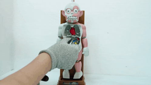 a person is playing with a toy that shows the insides of a human body