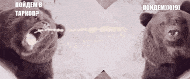 two bears are standing next to each other and one bear says " poidem b tarkob "
