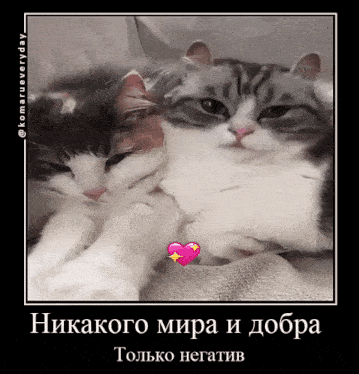 two cats are hugging each other with a heart in the middle of the picture