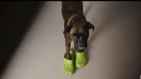 Funny Animals Crocs GIF - Funny Animals Crocs Dog GIFs