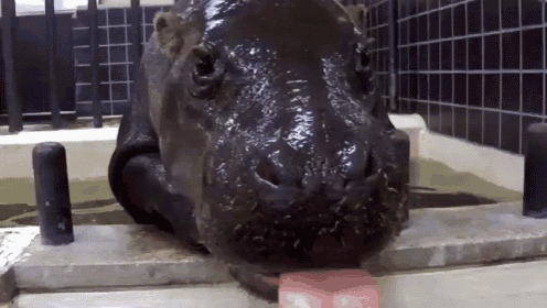 Yes, And, You Are? GIF - Hippo Baby Hello GIFs