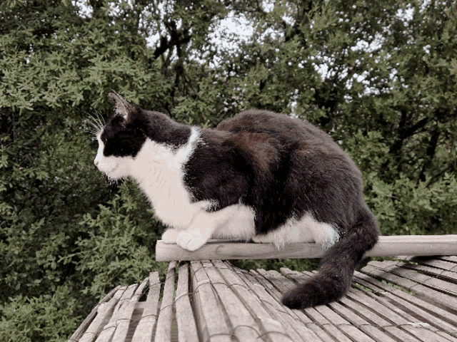 a black and white cat sitting on top of a wooden railing