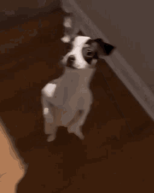 Standing Dog Whats That GIF - Standing Dog Whats That Curious GIFs