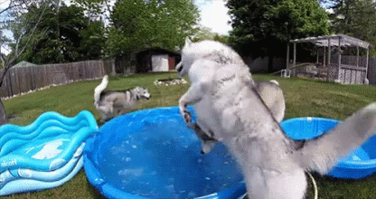 Gone To The Snow Dogs Pool GIF - Gone To The Snow Dogs Pool Summer GIFs