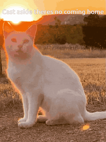a white cat is sitting in a field with the words cast aside theres no coming home above it