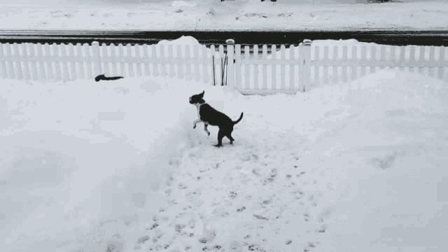 a black and white photo of two dogs running in the snow