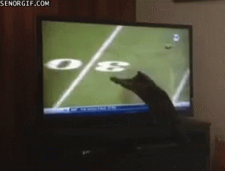 Cat Tv GIF - Cat Tv GIFs
