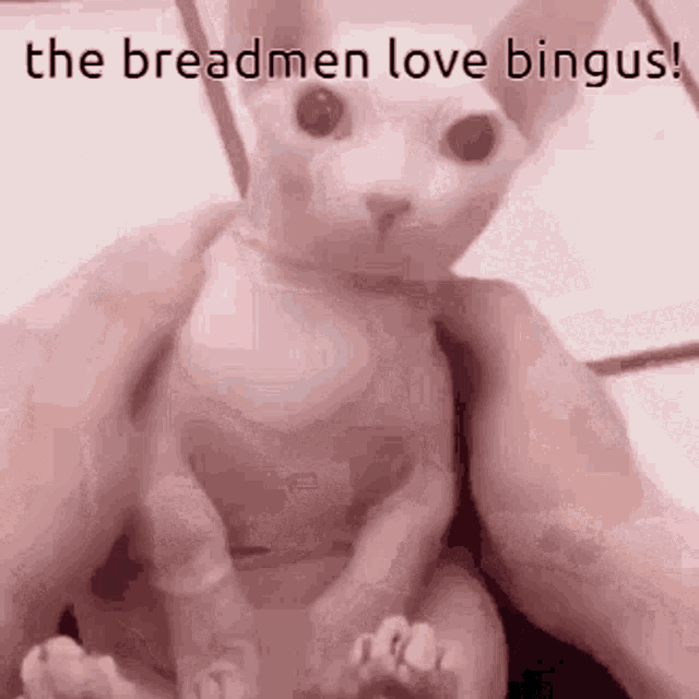 Breadmen Bingus GIF - Breadmen Bingus Love Bingus GIFs