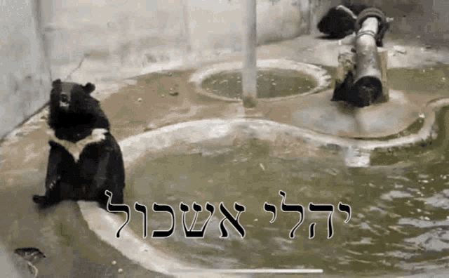 a bear is sitting in a pool of water with hebrew writing on the bottom