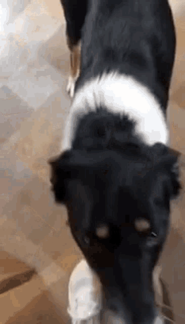 a black and white dog is standing on a wooden floor and looking down .