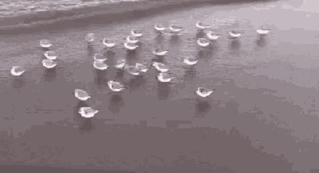 Birds Sea Waves GIF - Birds Sea Waves Playing GIFs