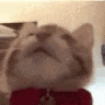 a close up of a cat wearing a red bow tie and collar .