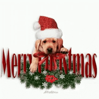 a puppy wearing a santa hat with the words merry christmas behind him