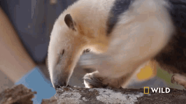 a national geographic logo can be seen in the corner of a photo of an anteater