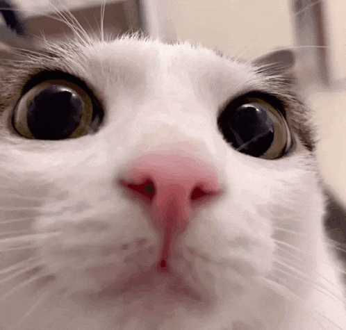 a close up of a cat 's face with a pink nose and black eyes