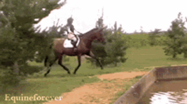Equestrian Horse GIF - Equestrian Horse Horse Riding GIFs