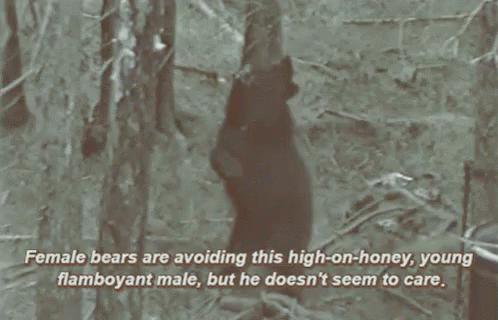 Honey Bear GIF - Honey Bear Animal GIFs