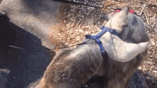 two dogs wearing blue harnesses are standing next to each other on the ground