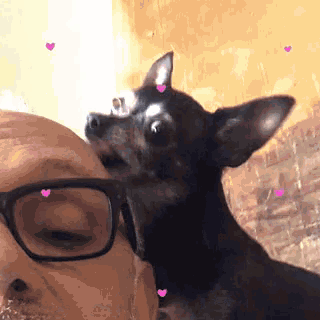 a man wearing glasses is holding a small black dog on his shoulder