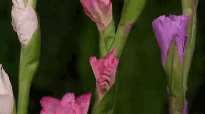 a close up of a bunch of pink and purple flowers on a green background .