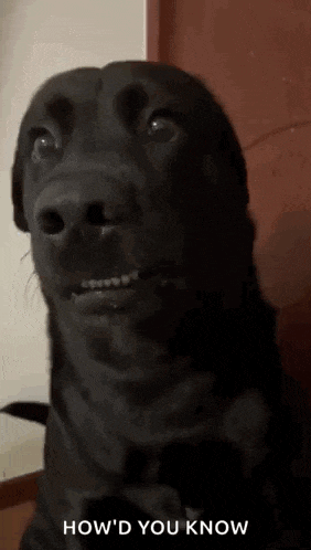 a black dog is making a funny face with the words `` how 'd you know '' written below it .