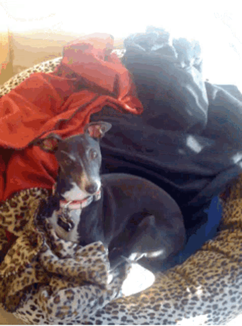 a dog laying on top of a leopard print bed