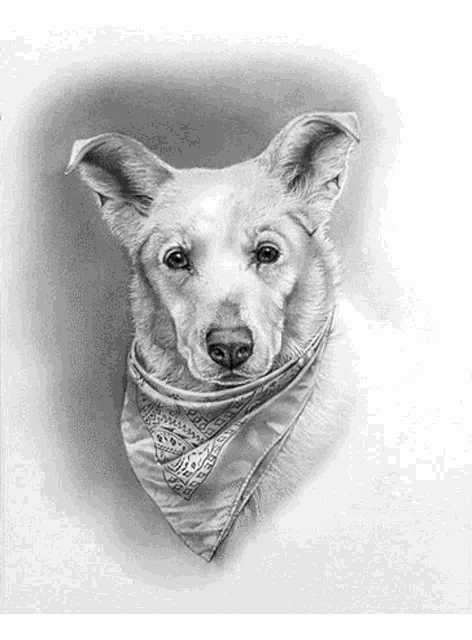 a black and white drawing of a white dog wearing a bandana .
