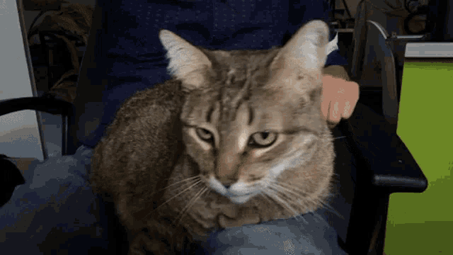 Gorda Cat GIF - Gorda Cat Gato GIFs
