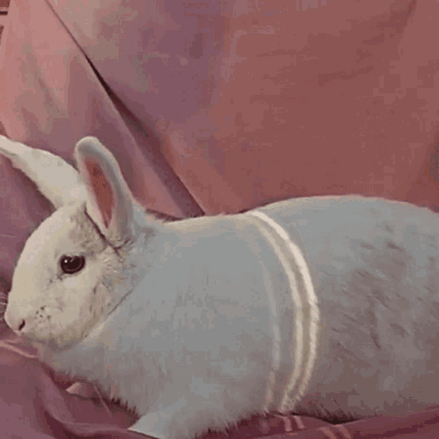 a white rabbit is laying down on a pink blanket