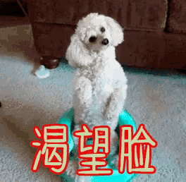 a small white dog is standing on its hind legs in front of a couch with chinese writing behind it