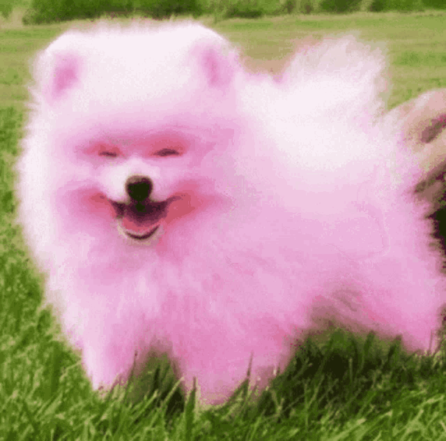 a small pink pomeranian dog is standing in the grass .