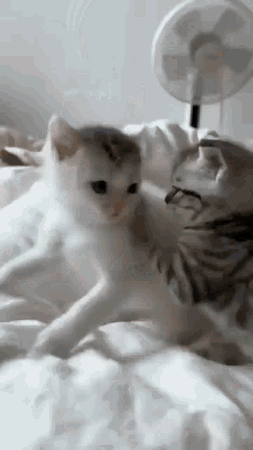 Cats Kittens GIF - Cats Kittens Bite GIFs