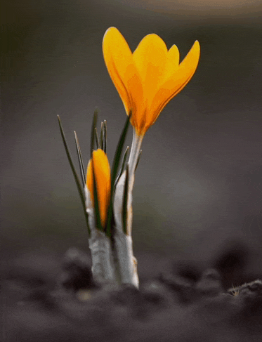 a yellow flower growing out of the ground with a dark background