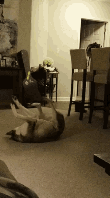 a dog is laying on its back in a living room with a guitar in the background