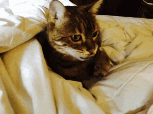 a cat laying on a bed with a white blanket