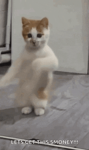 a cat is standing on its hind legs in front of a mirror with its paws outstretched .