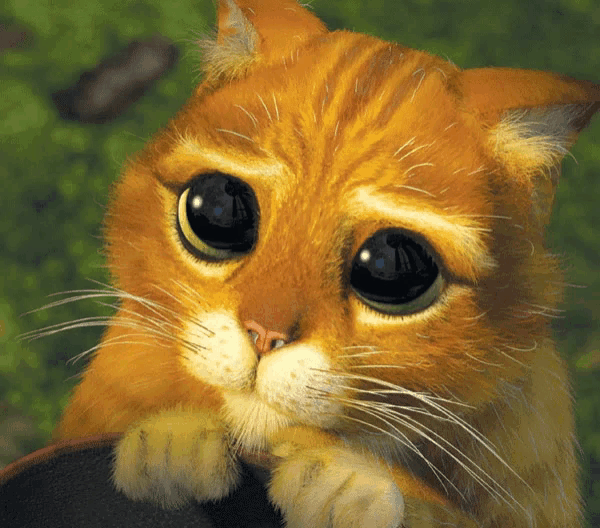 a close up of a cat with a sad look on its face
