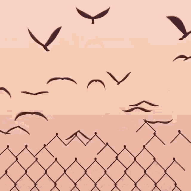 Birds Flying GIF - Birds Flying Gate GIFs