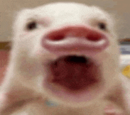 a close up of a pig 's mouth with its tongue out .