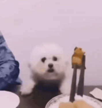 a small white dog is standing on a table next to a plate of food and tongs .