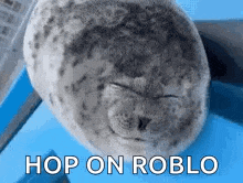 a stuffed seal with its eyes closed and the words `` hop on roblo '' written next to it .