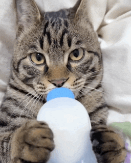 a cat is drinking from a bottle with a blue cap