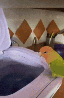a green and orange bird is sitting on top of a washing machine