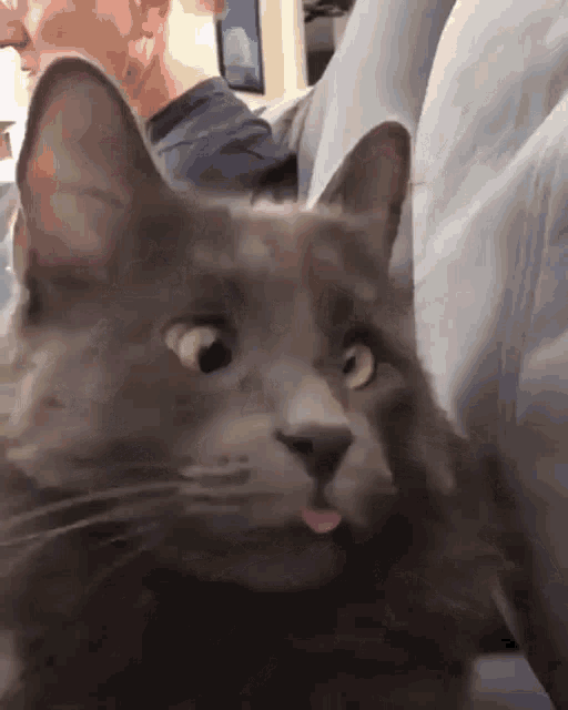 Cat Derp GIF - Cat Derp Squint GIFs