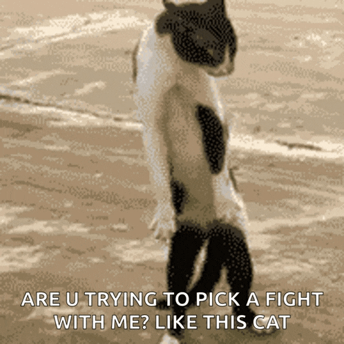 a picture of a cat with a caption that says " are u trying to pick a fight with me "