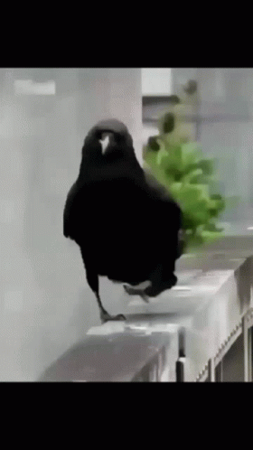 Image of crow dancing as it walks along concrete wall